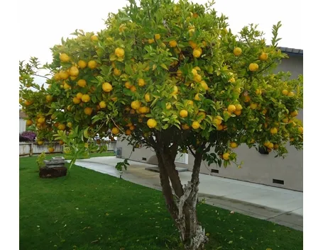 Domanda: Phytophthora del Limone?