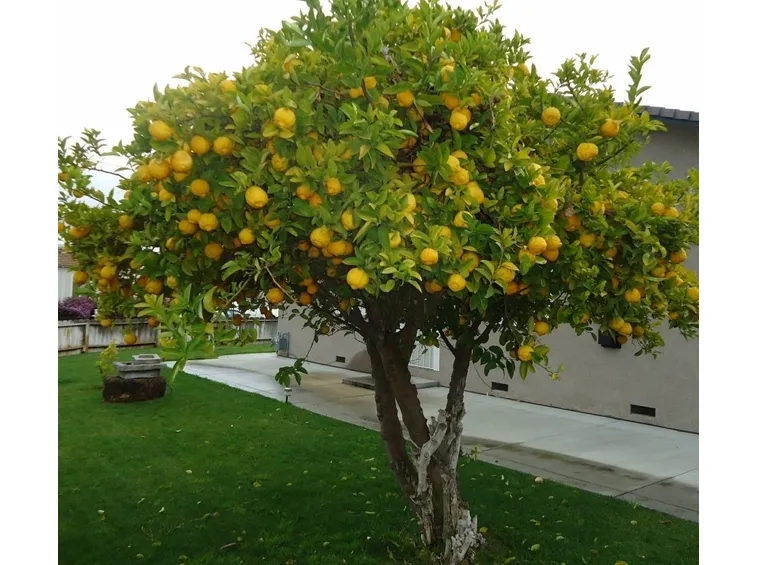 Domanda: Phytophthora del Limone?