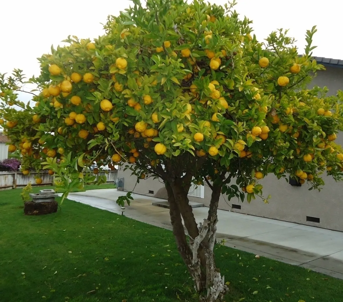 Domanda: Phytophthora del Limone?
