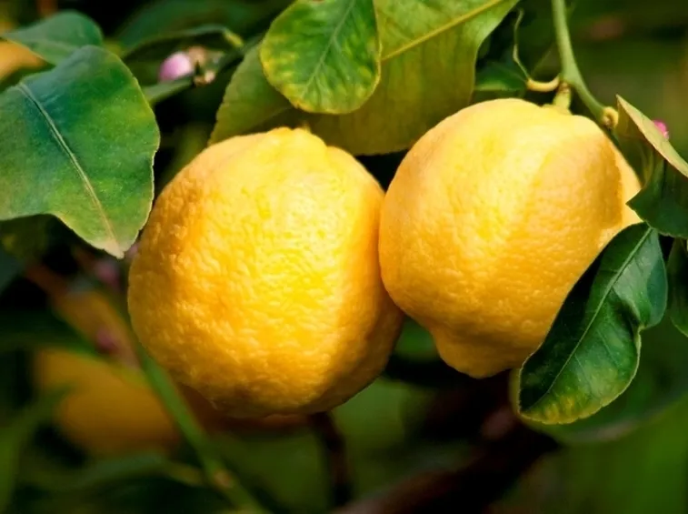 Domanda : PIANTA DI LIMONE