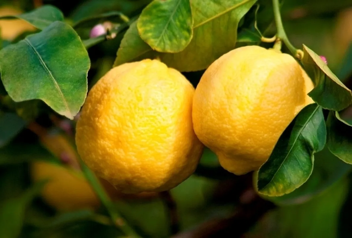 Domanda : PIANTA DI LIMONE