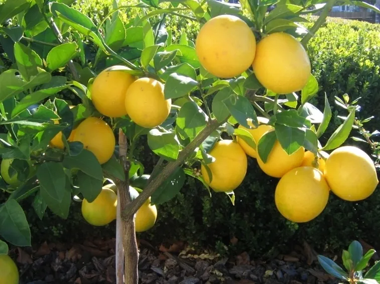 Domanda : quando, quali e come effettuare i trattamenti antiparassittari al limone?