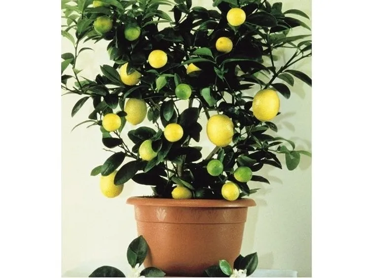 Domanda : spiantare un limone
