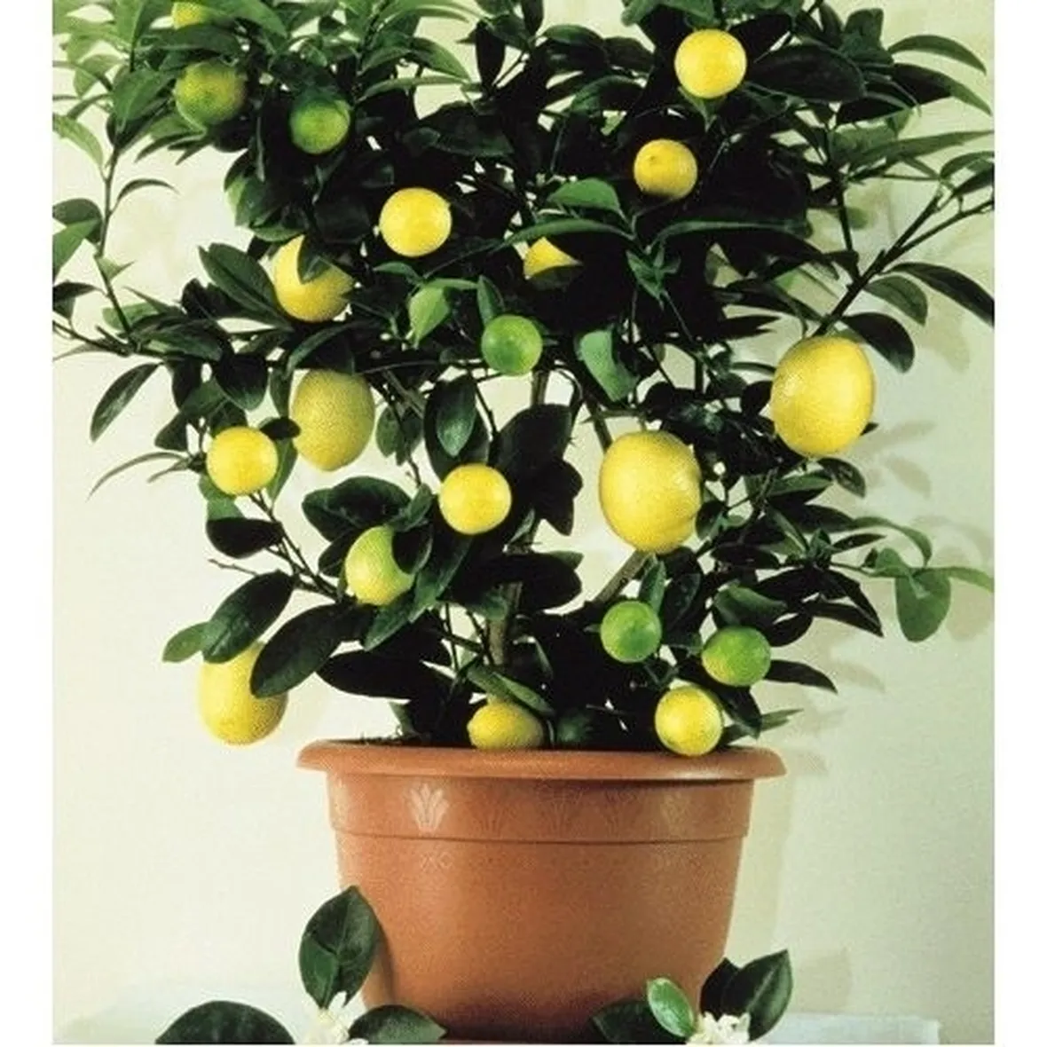 Domanda : spiantare un limone
