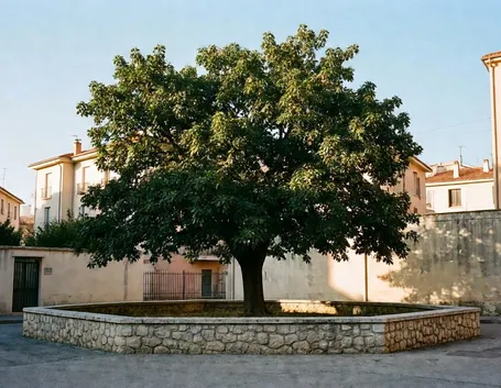 Domanda : trapiantare un albero di noce