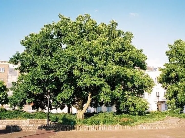 Domanda : trapiantare un albero di noce