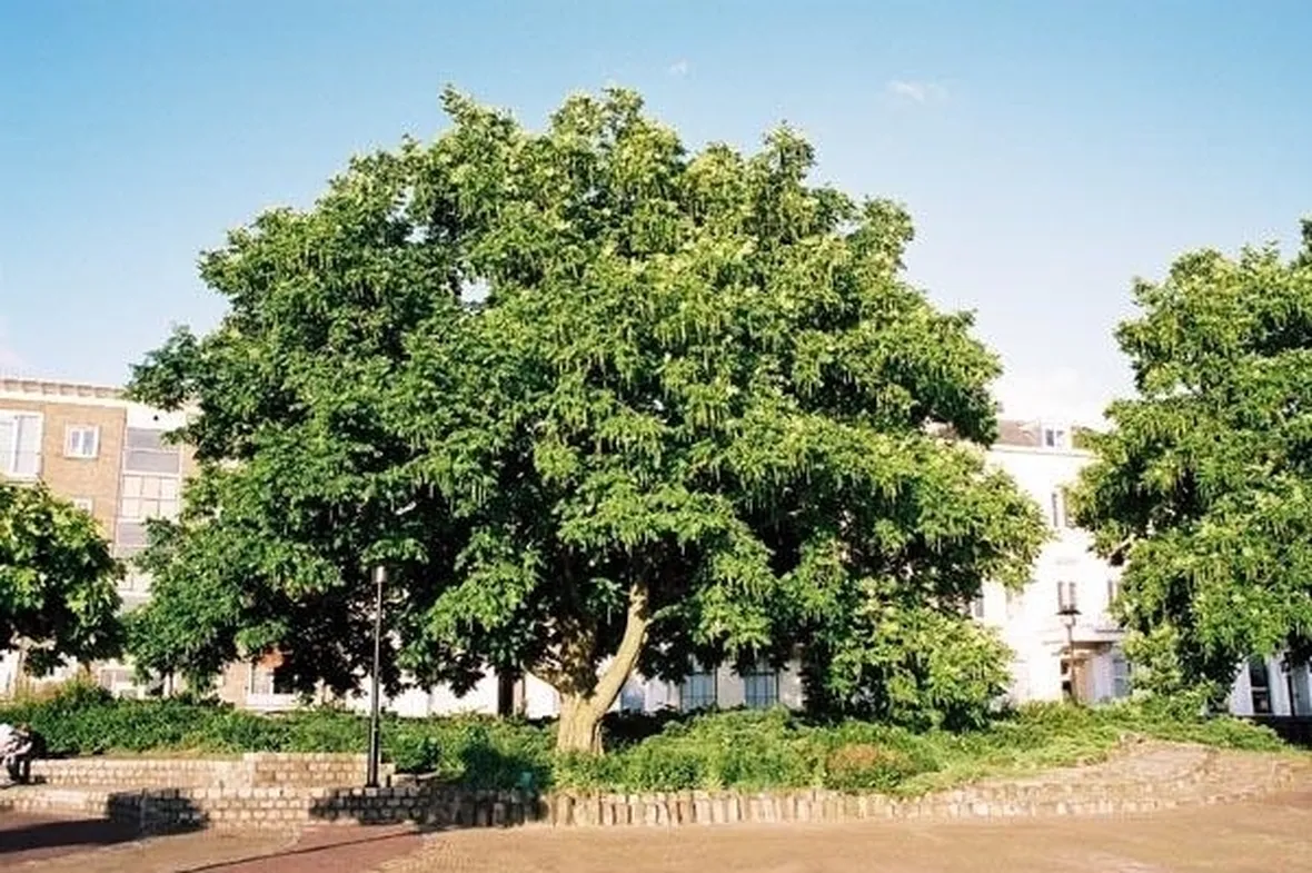 Domanda : trapiantare un albero di noce