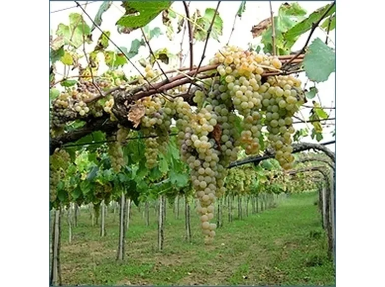 Domanda : TRONCO DI VITE