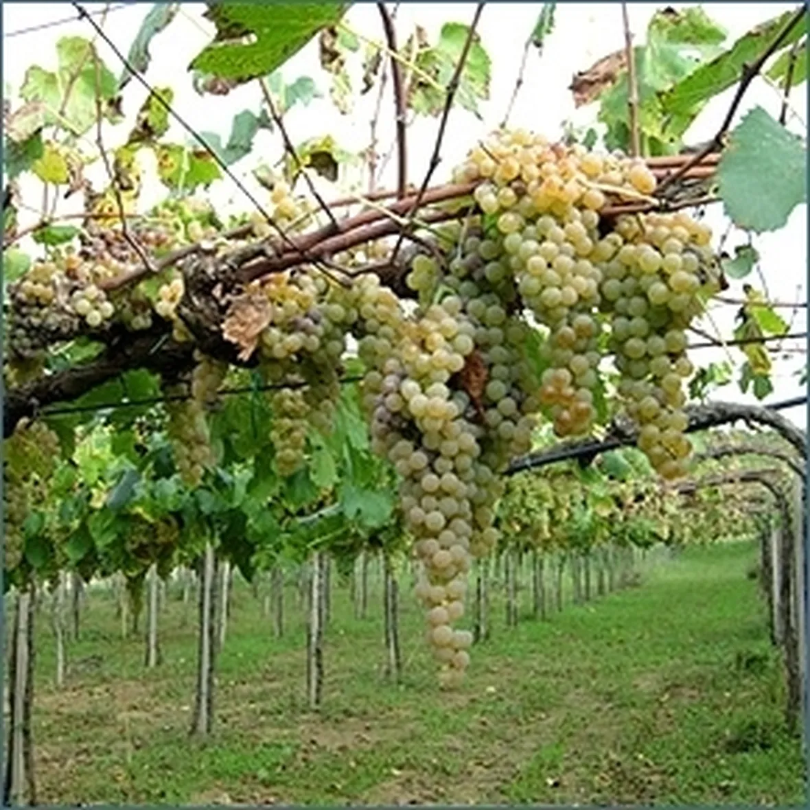 Domanda : TRONCO DI VITE