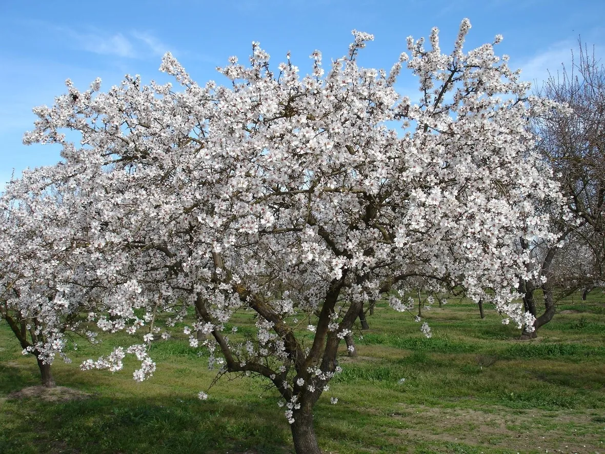 Fiore di mandorlo