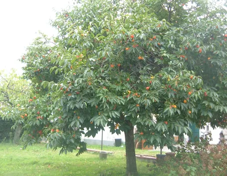 FIORI DI MELO: CONCIMAZIONE
