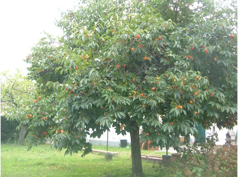 FIORI DI MELO: CONCIMAZIONE
