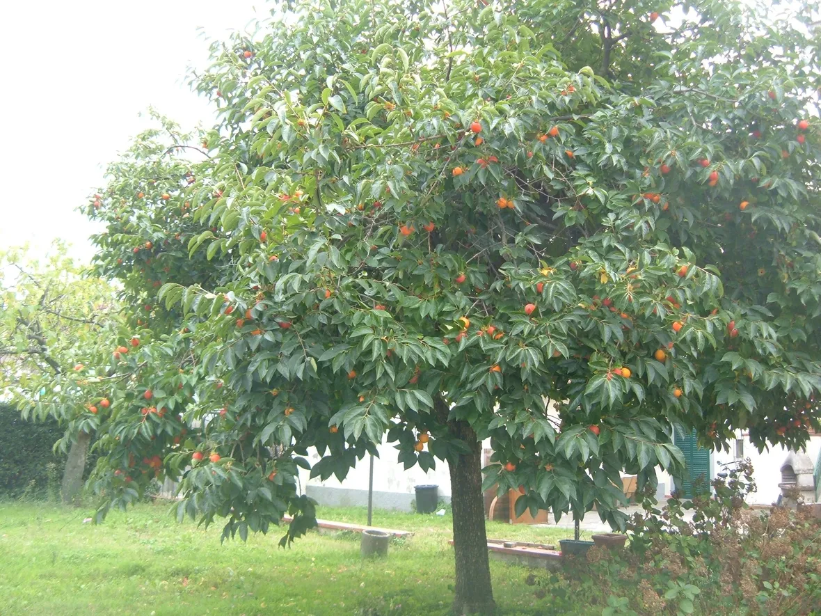 FIORI DI MELO: CONCIMAZIONE
