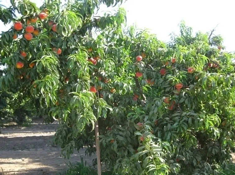 fiori pesco 