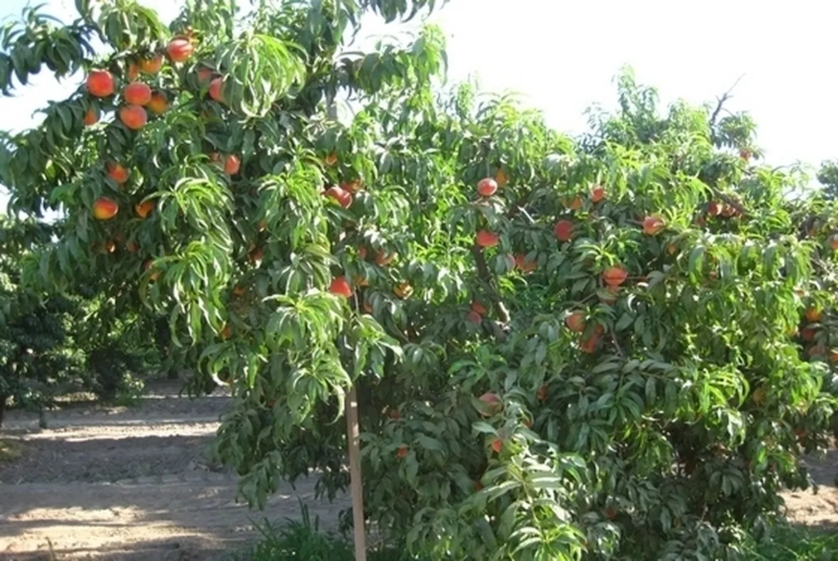fiori pesco 