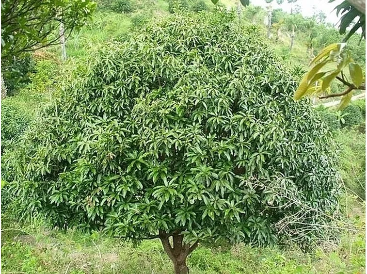 Flora e fauna
