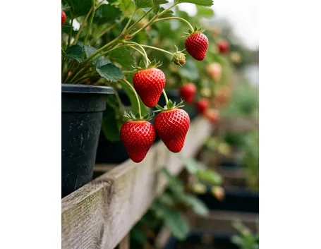 Fragola-15