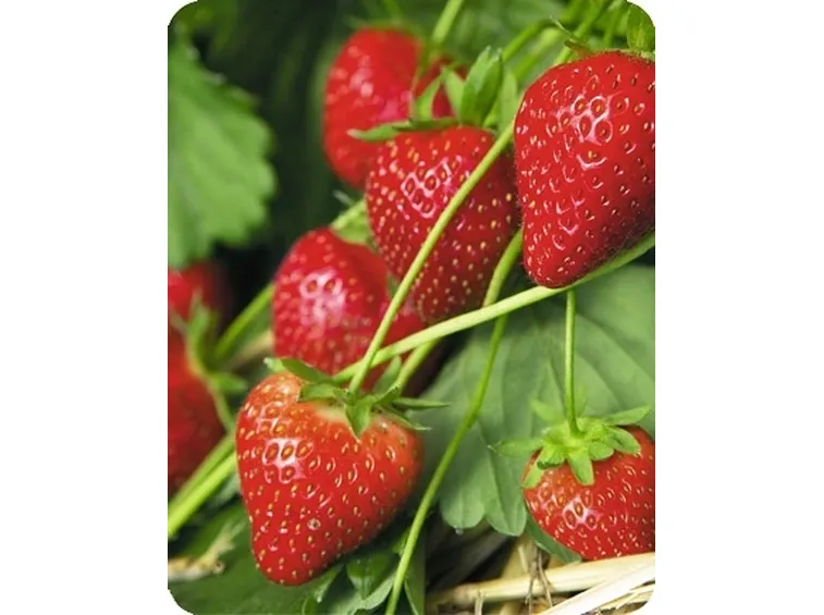 Fragola-15