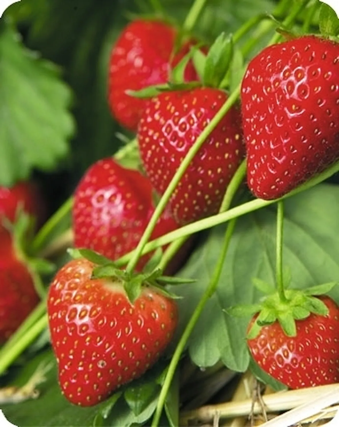 Fragola-15