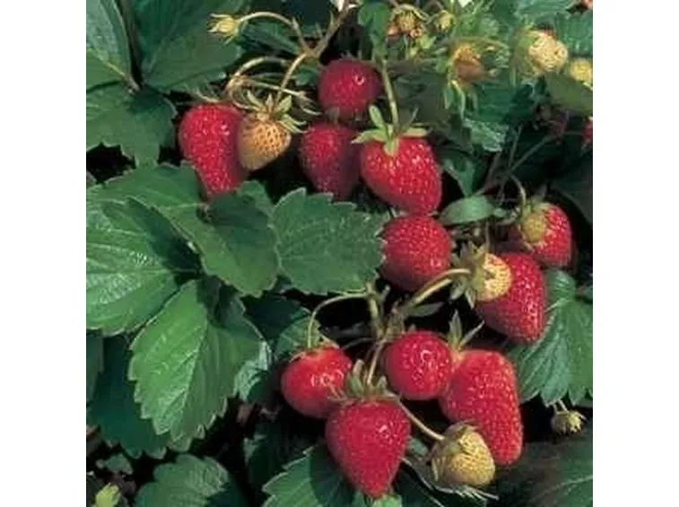 Fragola-16
