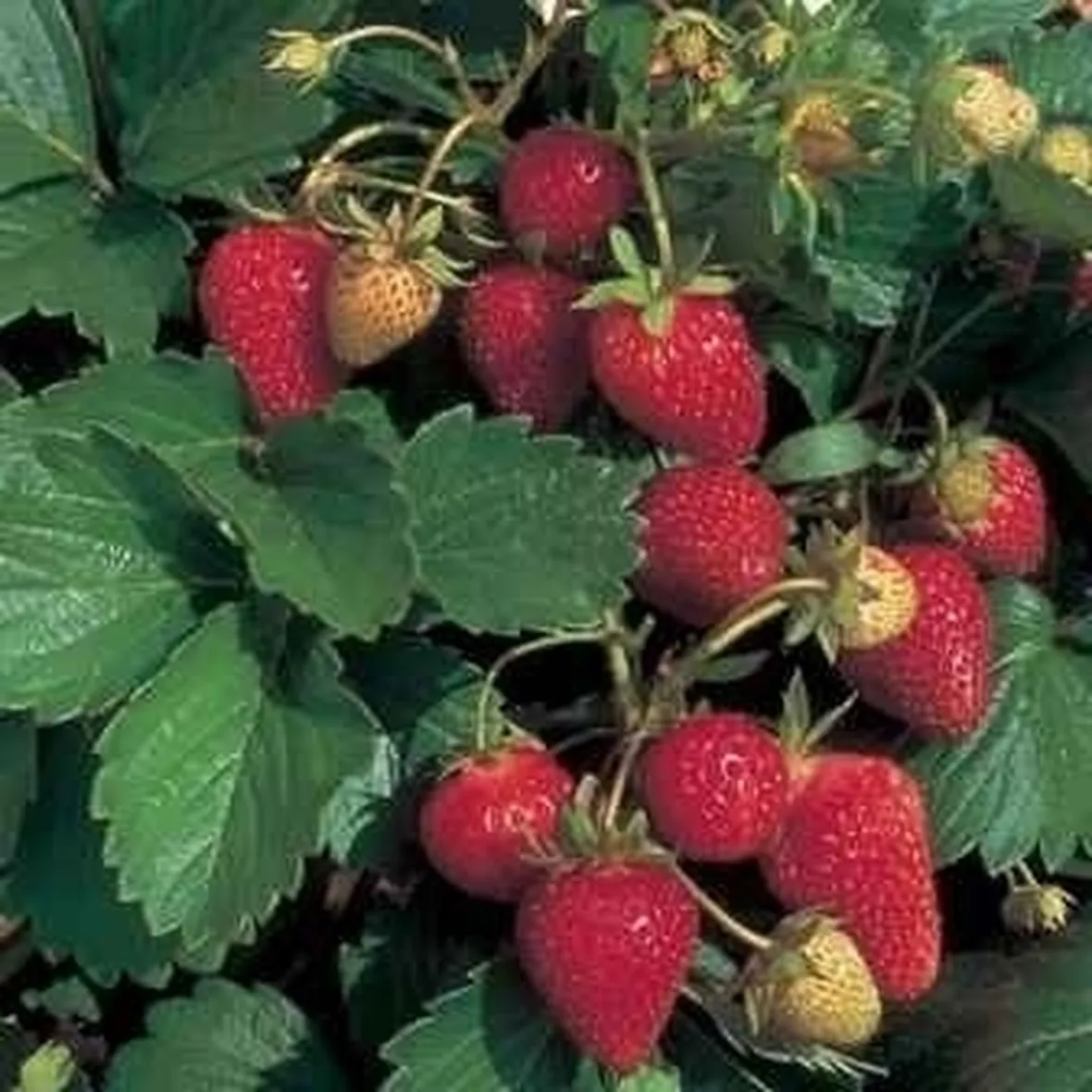 Fragola-16