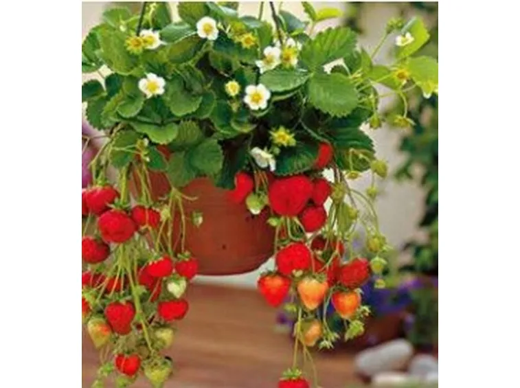 Fragola-18