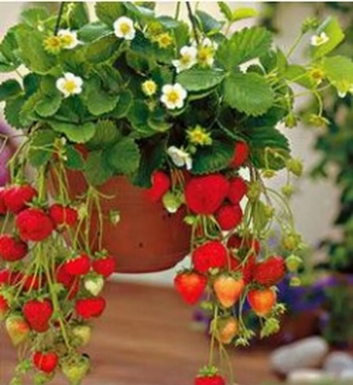 Fragola-18