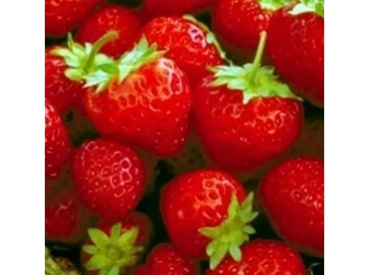 Fragola-20