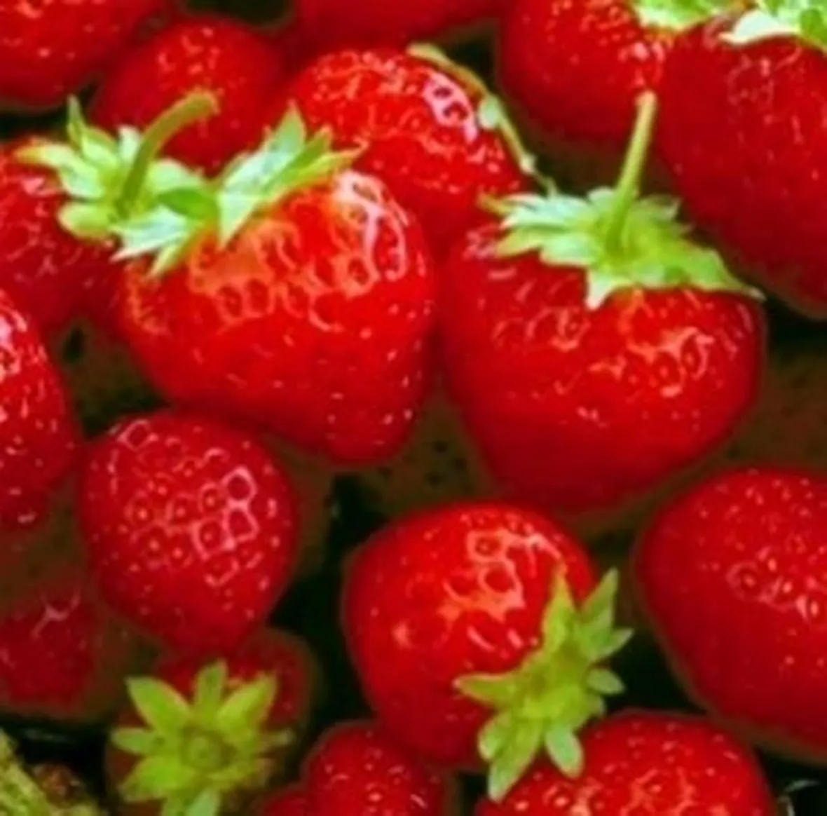 Fragola-20
