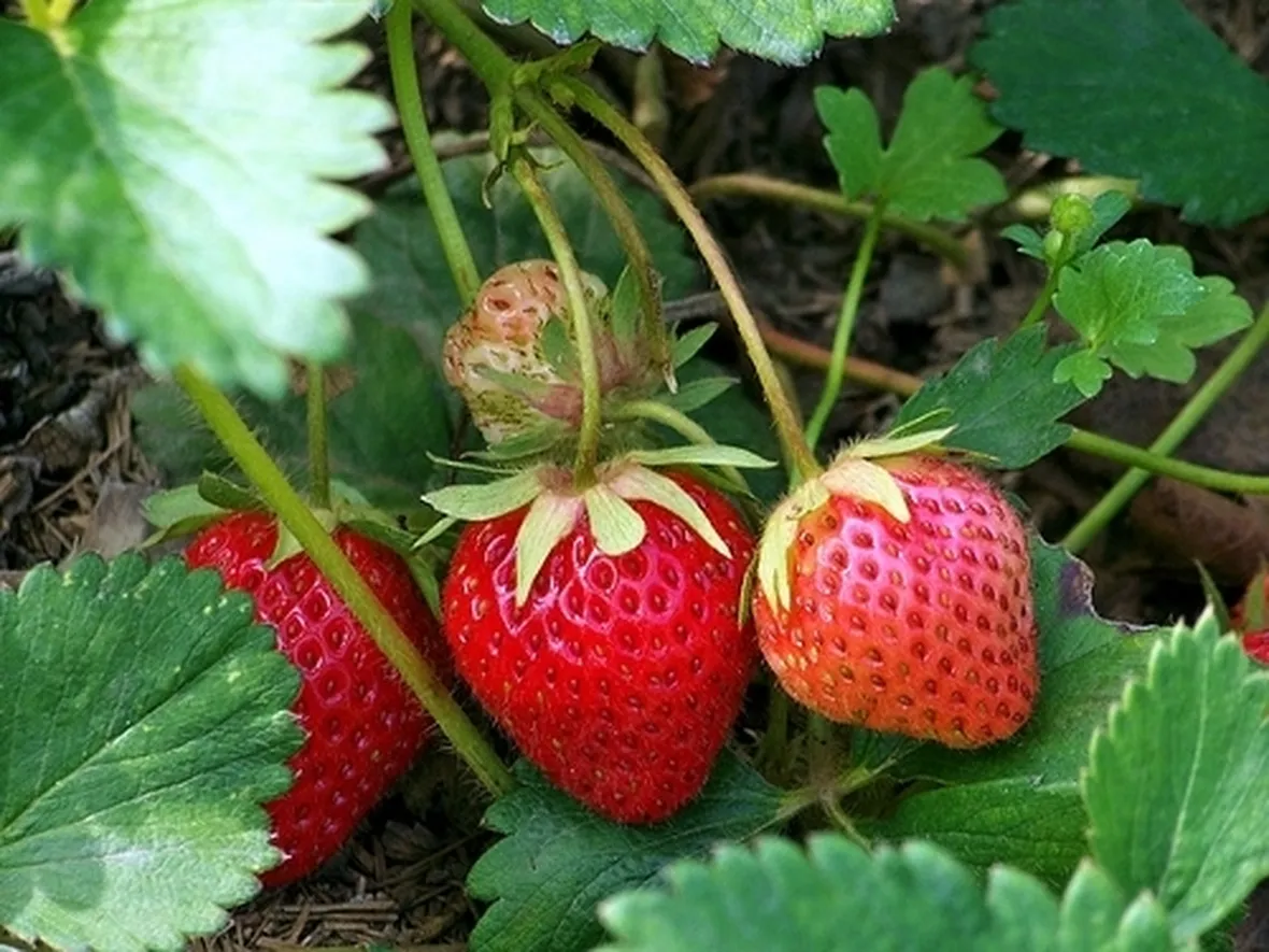 Fragola-23