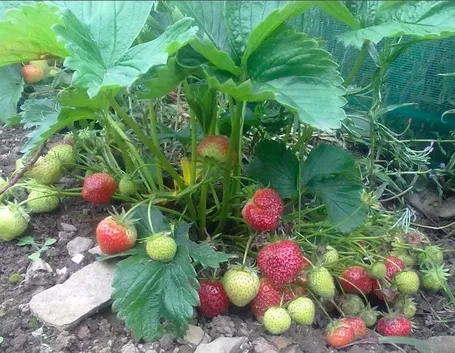 Fragola-24