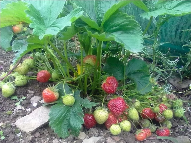 Fragola-24