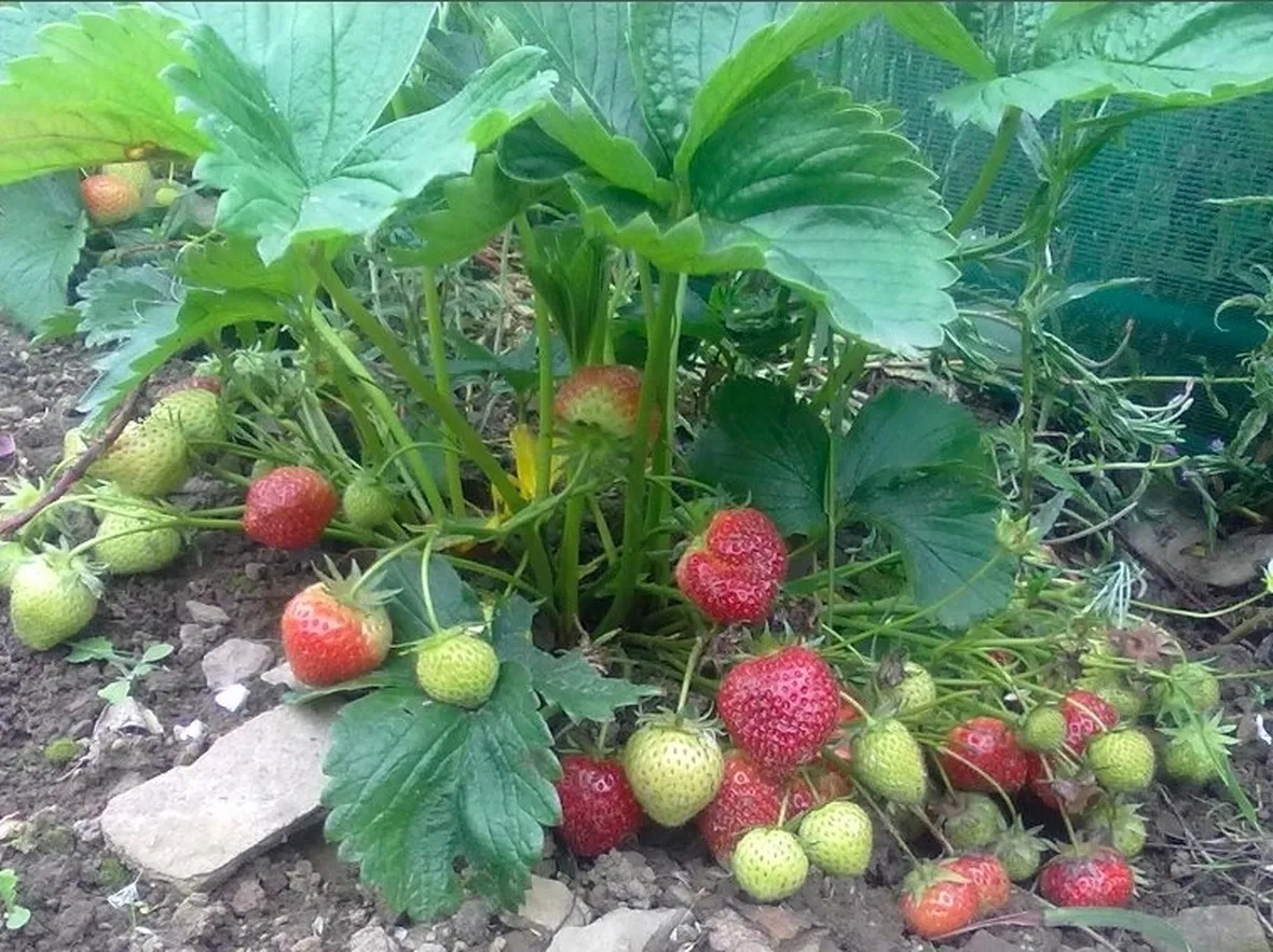 Fragola-24