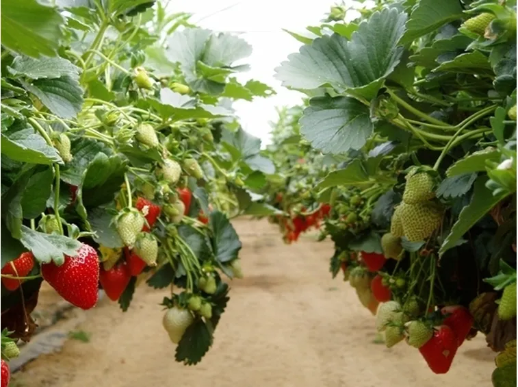 Fragola-25