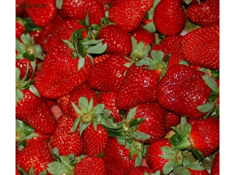 Fragola-29
