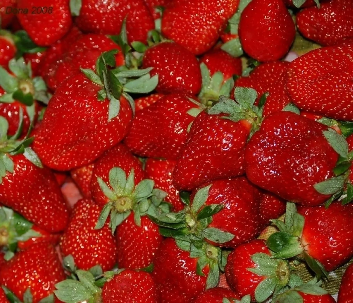 Fragola-29