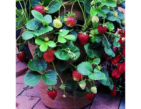 Fragola-7