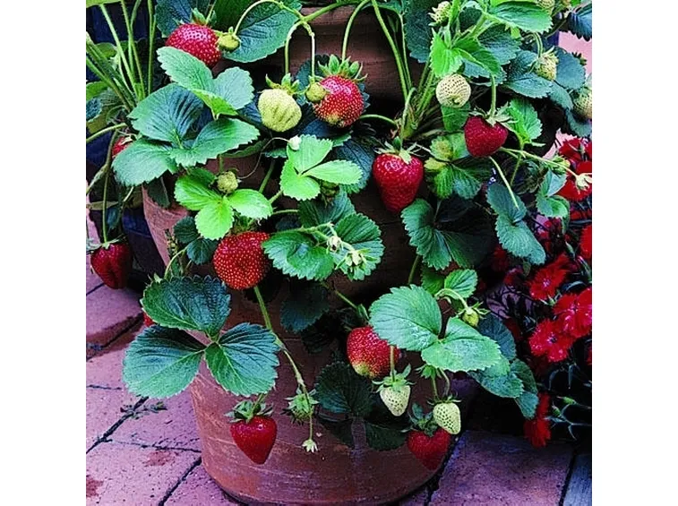 Fragola-7