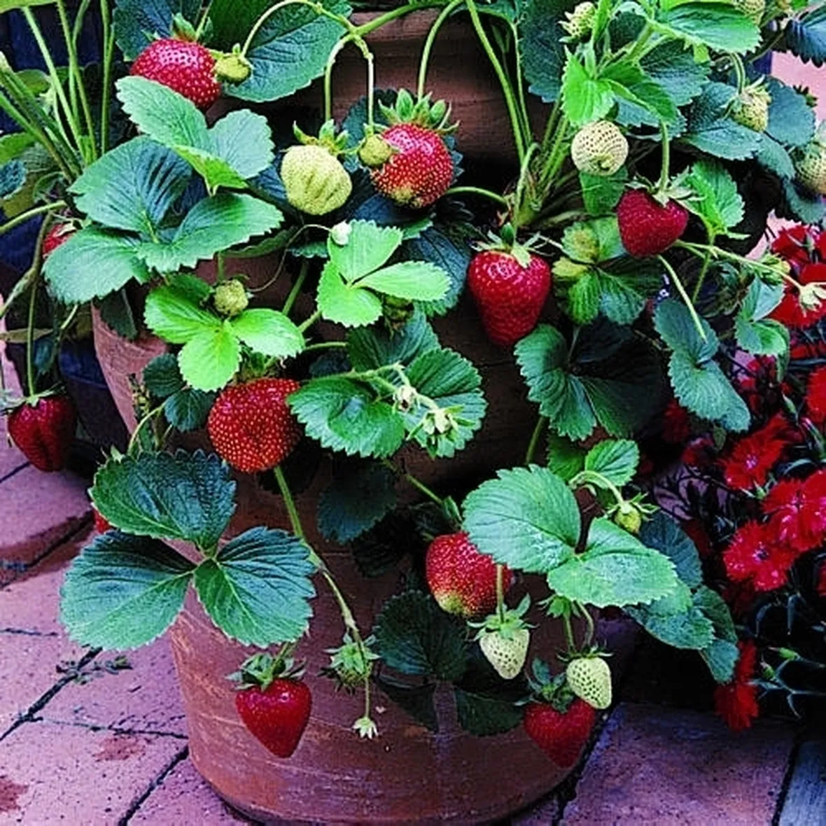Fragola-7