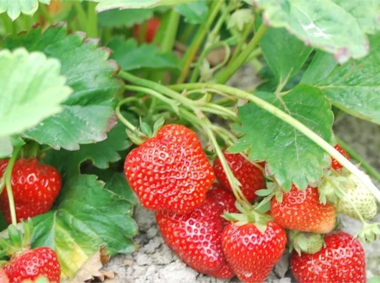 Fragola-8