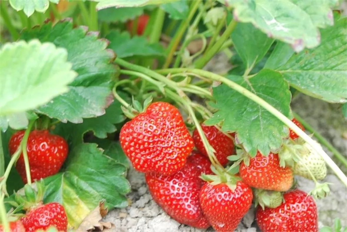 Fragola-8