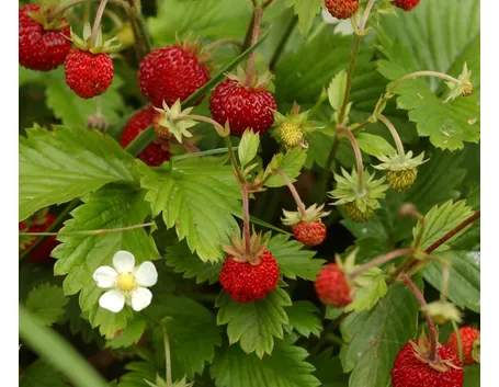 Fragola