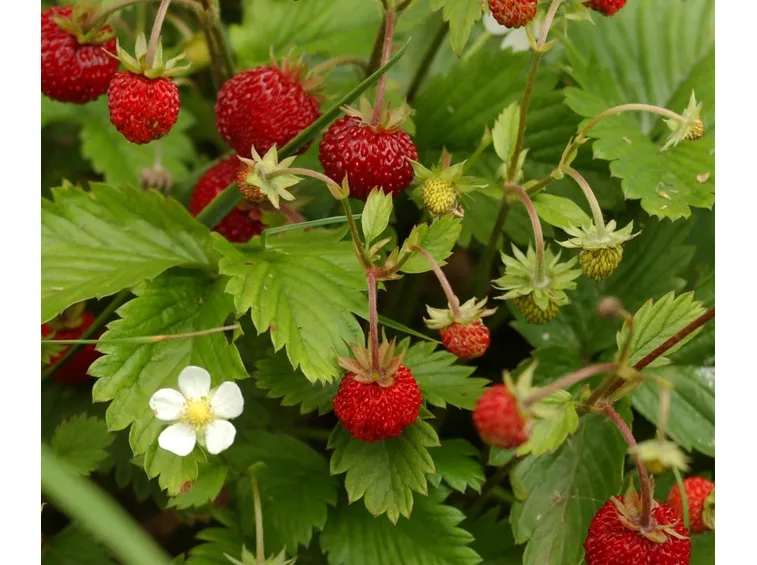 Fragola