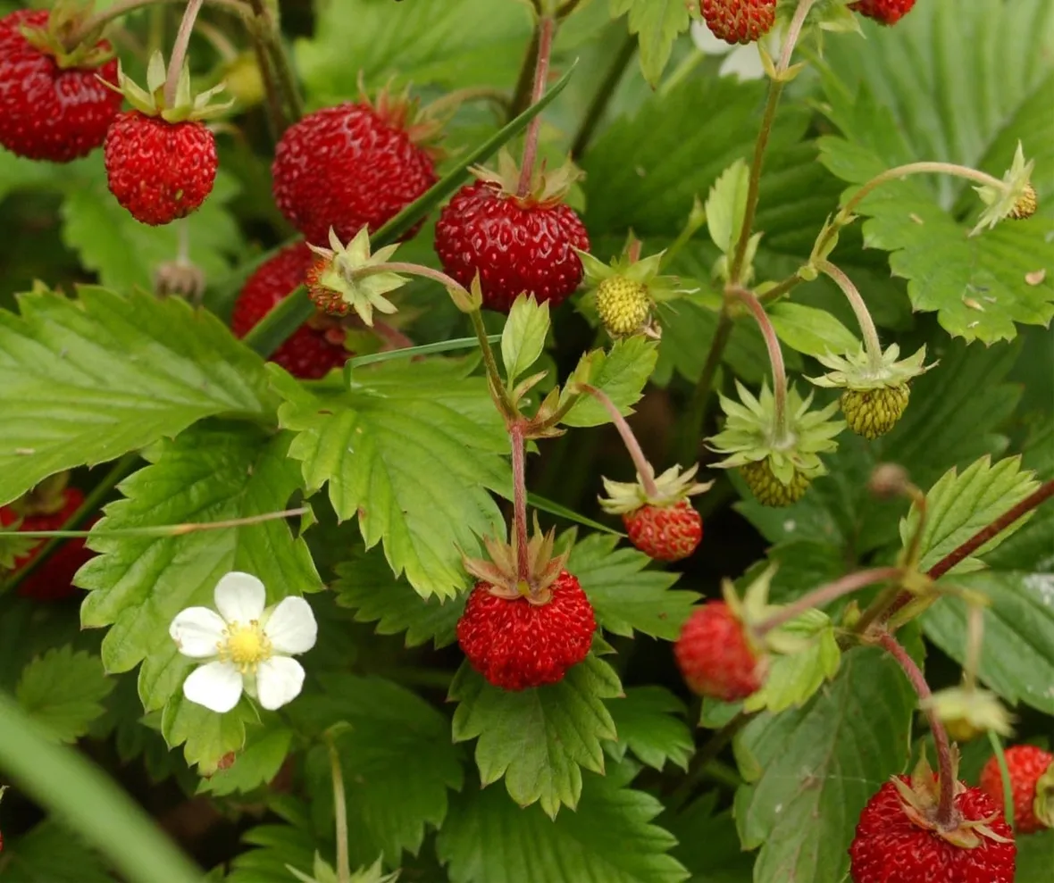 Fragola