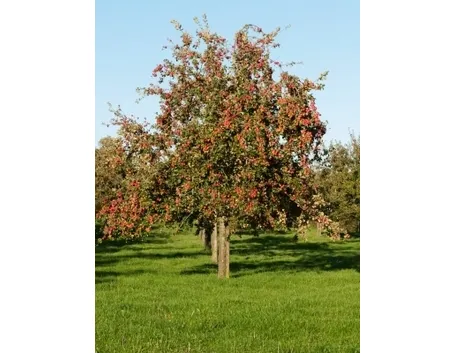 Il melone dei tuoi sogni