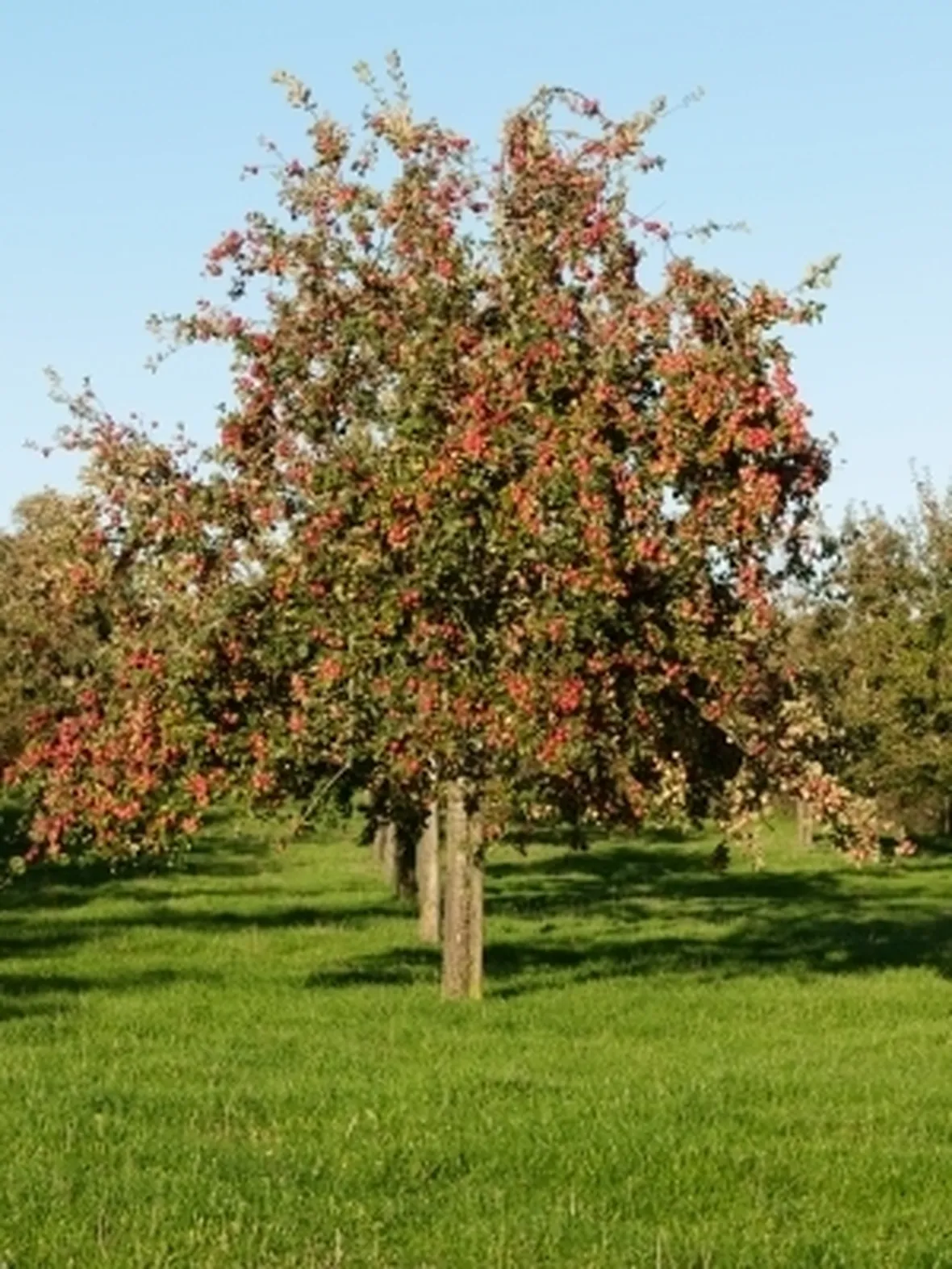 Il melone dei tuoi sogni