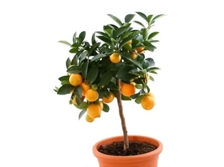 La bouganvillea