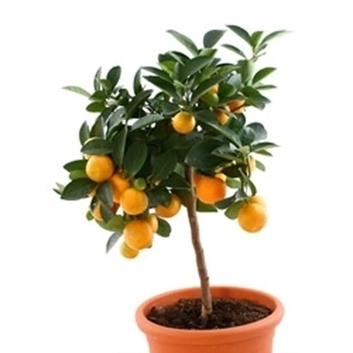 La bouganvillea