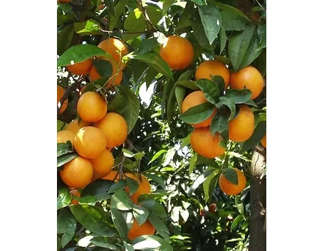 L'aronia