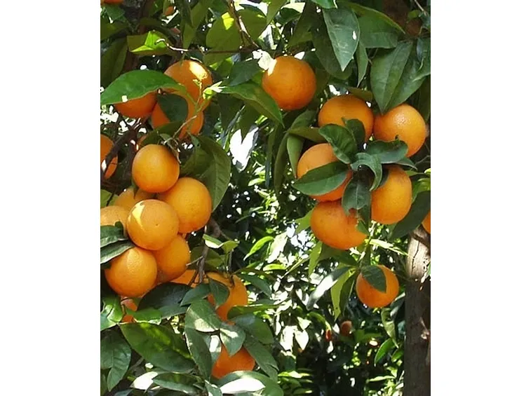 L'aronia